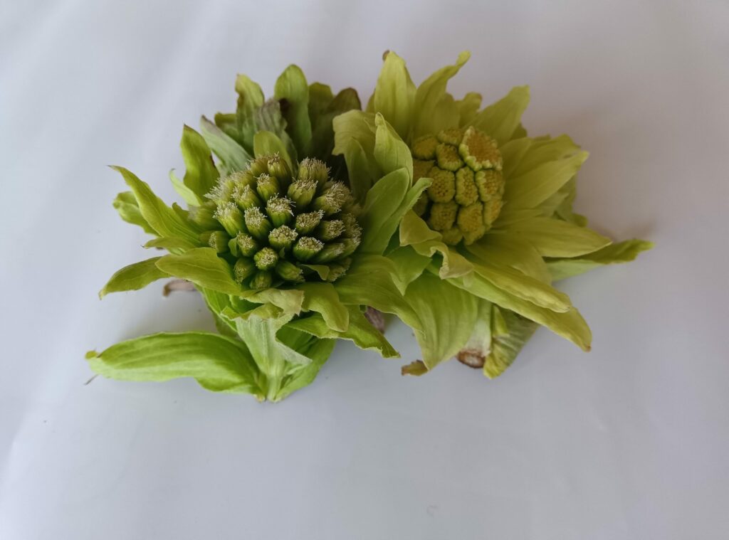 春の山菜その１「ふきのとう」